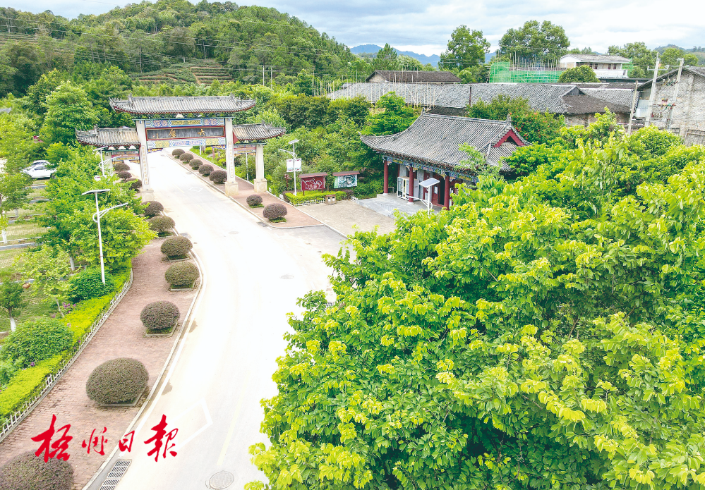 梧州全市生態(tài)茶園面積達33.34萬畝！